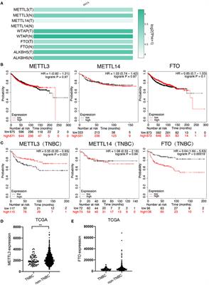 Reduced Expression of METTL3 Promotes Metastasis of Triple-Negative Breast Cancer by m6A Methylation-Mediated COL3A1 Up-Regulation